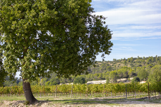 Domaine Naïs, photo 3