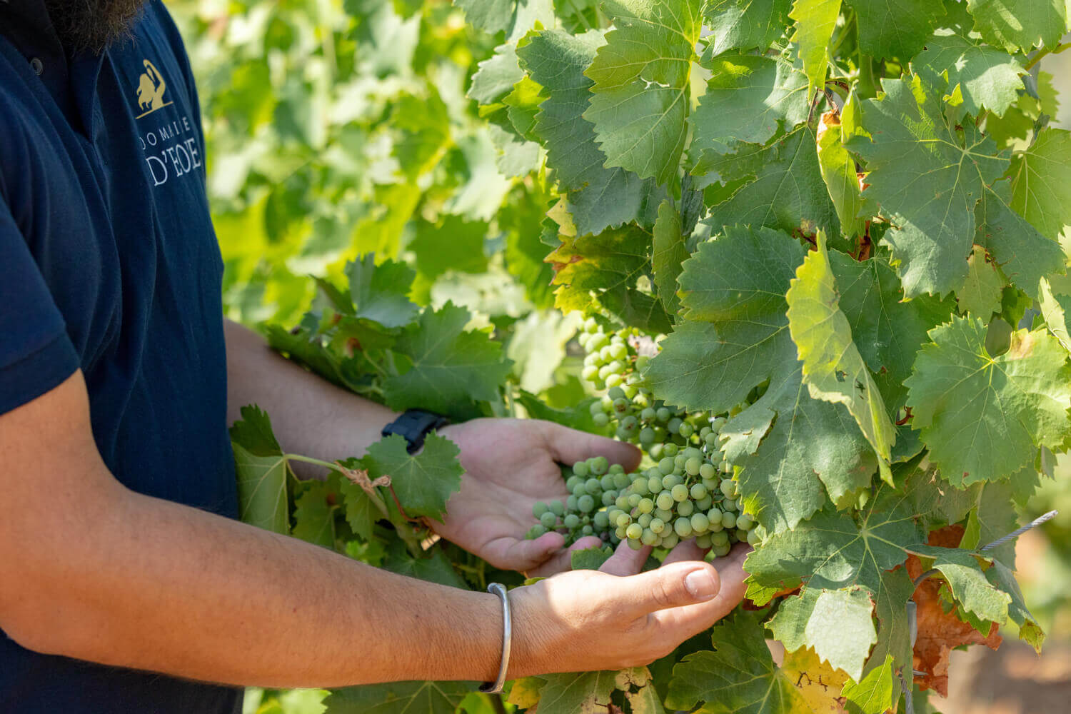 Domaine d'Eole, photo 4