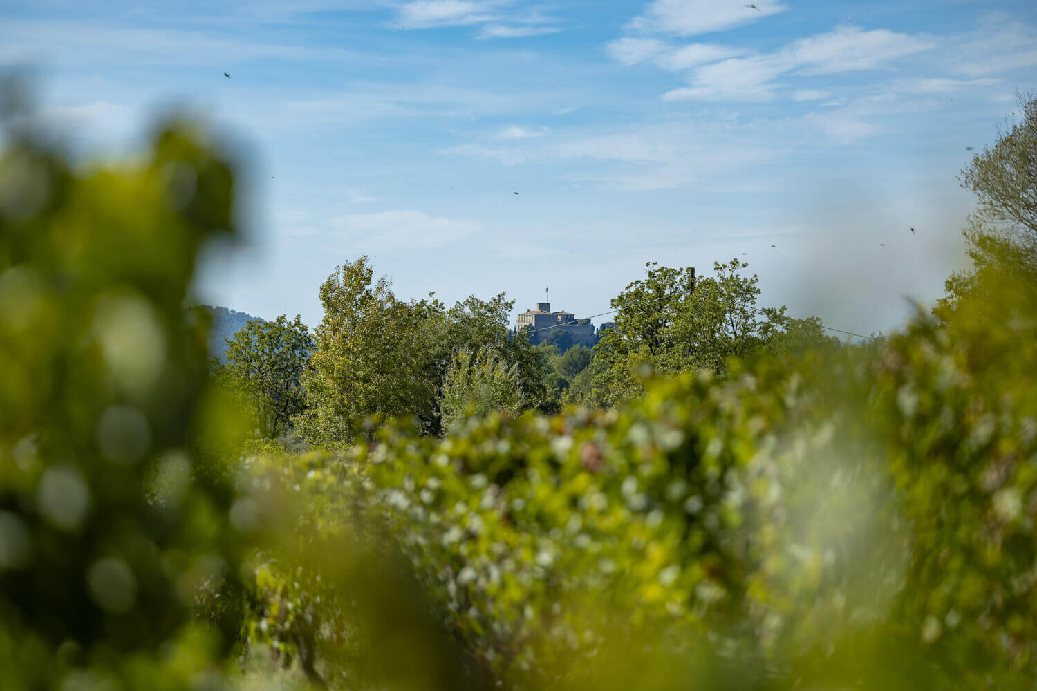 Château Turcan, photo 4