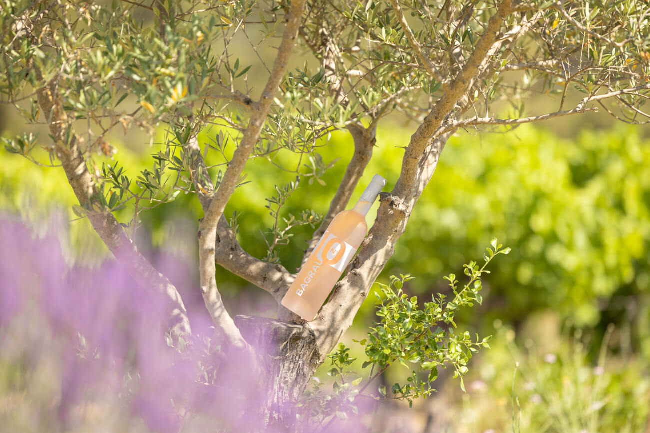 Domaine Bagrau, photo 7