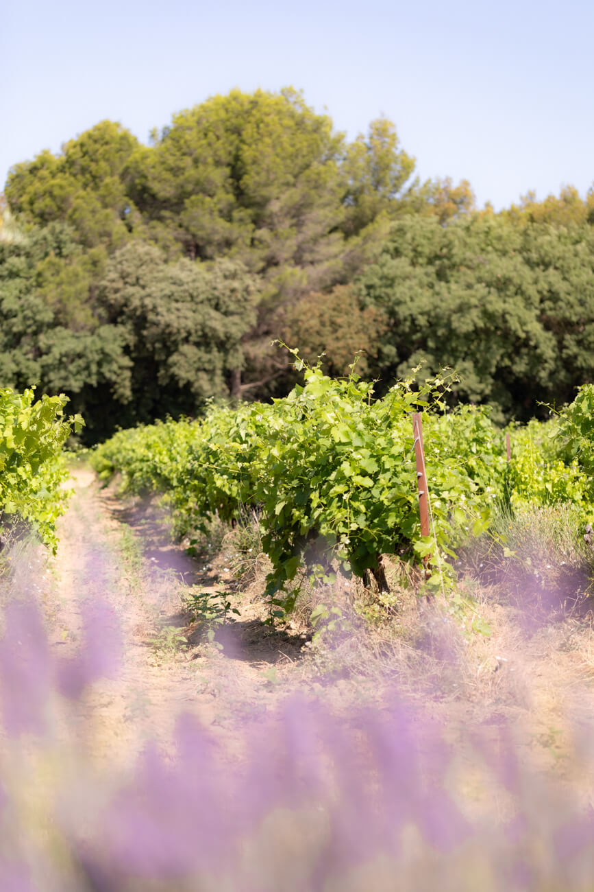 Domaine Bagrau, photo 4