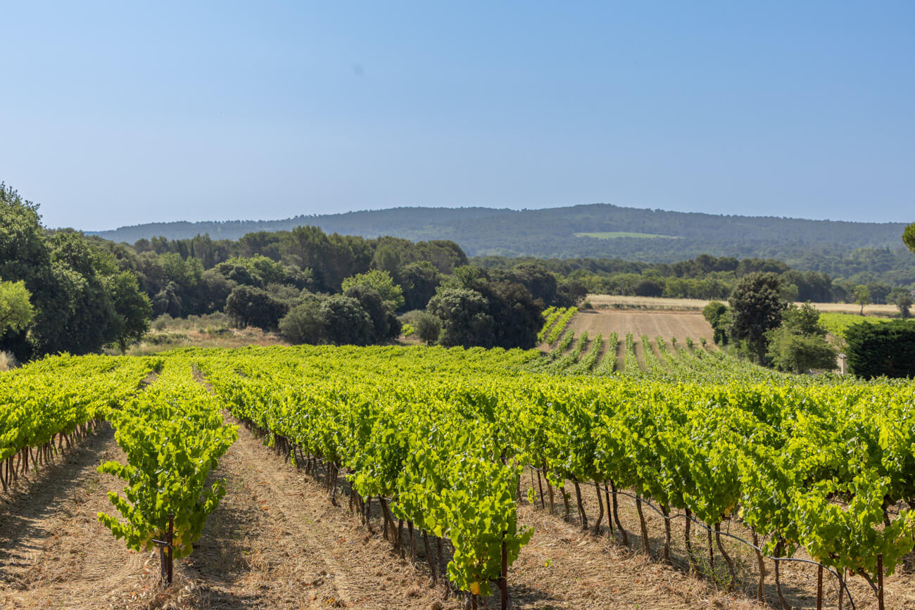 Domaine Bagrau, photo 6
