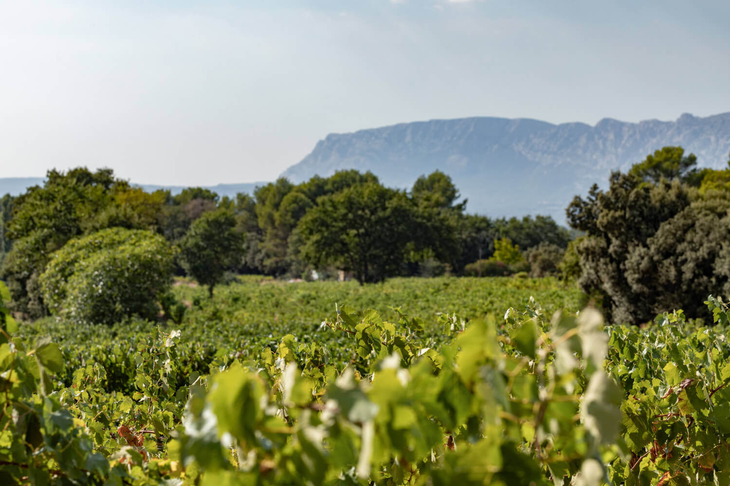 Les Vignerons du Baou, photo 1