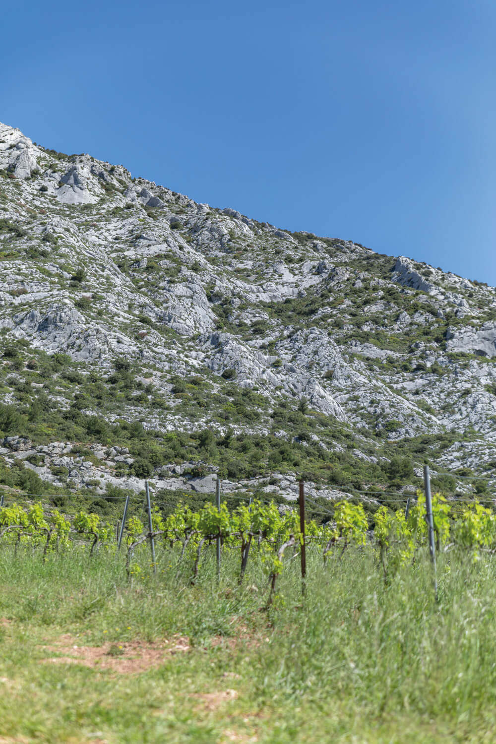 Domaine de Saint-Ser, photo 7